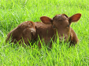 baby-calf-april-2015